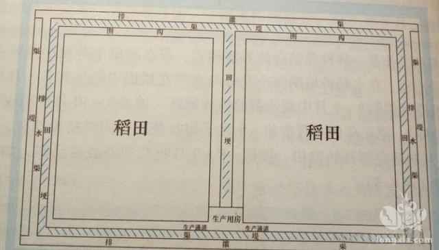 稻田养殖小龙虾共作技术指导帖