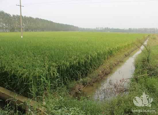 江苏省泰州市兴化市制定稻田养殖小龙虾地方标准