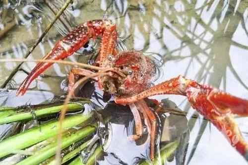 6月虾稻田水位、水质、水草管理要点