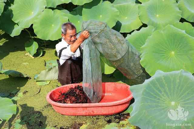 7月份虾稻田塘口管理技术要点