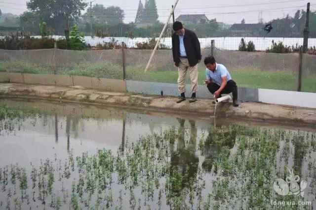 虾田稻收割及稻草处理问题