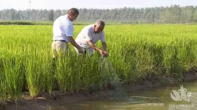 夏季稻虾肥水难？不用怕，抓住时机，你也可以快速肥水