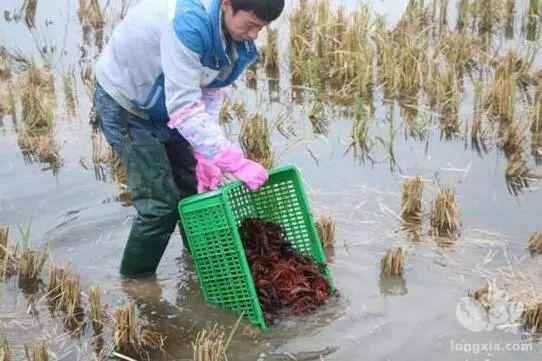 安徽滁州全椒县赤镇地区稻田养龙虾模式