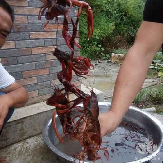 小龙虾饲料投喂如何计算?