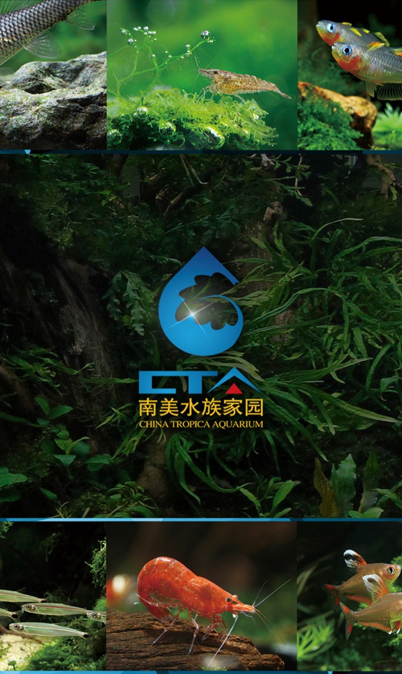 好消息：南美水族论坛将为GIAS广州水族展助力，带来更多新色彩！