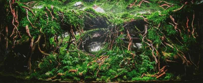重磅消息！【首届CADC水草缸造景大赛】正式开启线上作品征集！