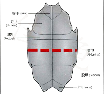 宠物龟胃管投药法和食道造口术