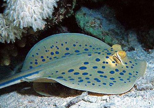 鳐鱼科海水鱼饲养方法