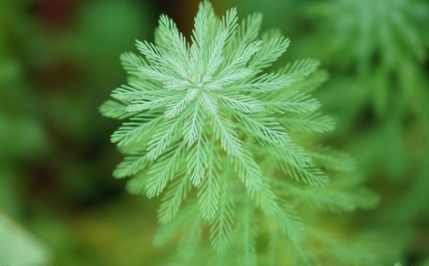 水草日常养护要注意哪些方面