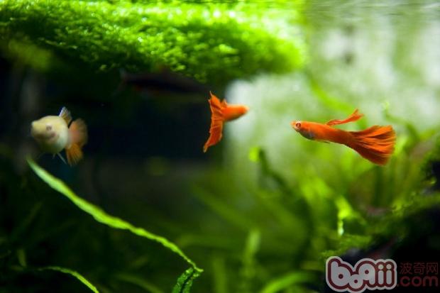 水族造景的必备设备