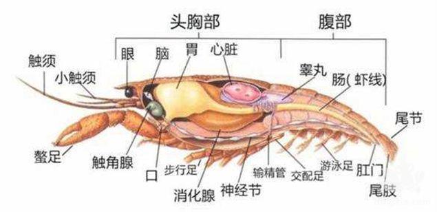 万事开头难，你会挑虾苗吗？