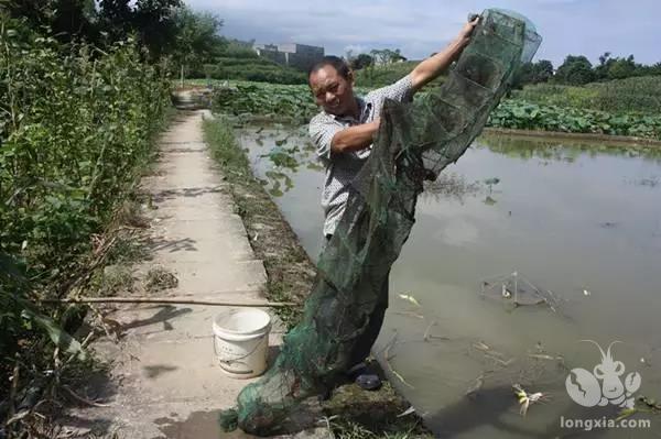 脱壳的成功与否决定了小龙虾的生死和个头！