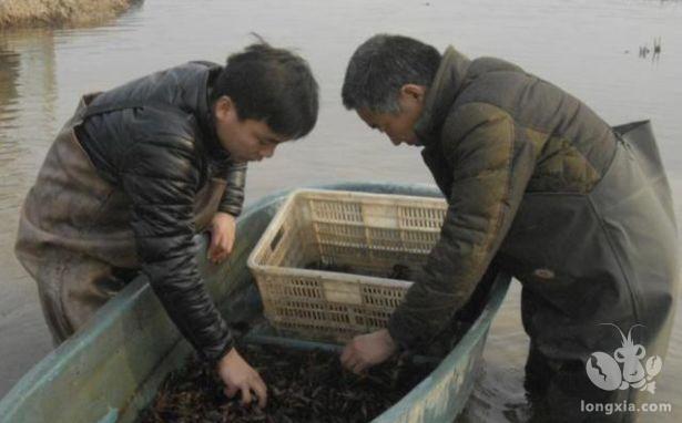 给小龙虾养殖池塘肥水，主要有以下几点好处