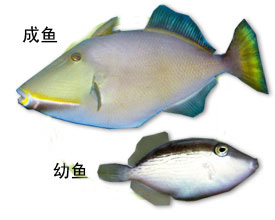马缰炮弹