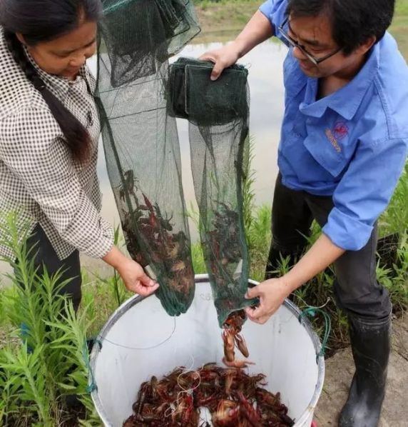 稻虾田水位降低的原因不止漏水一种原因，还有几点你不知道