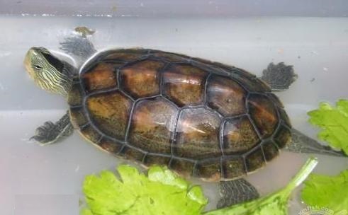 鳄龟苗不吃东西 首先找到不吃食物的原因