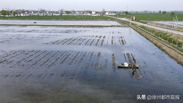 徐州这里养殖的龙虾，一列纵队能排到西安