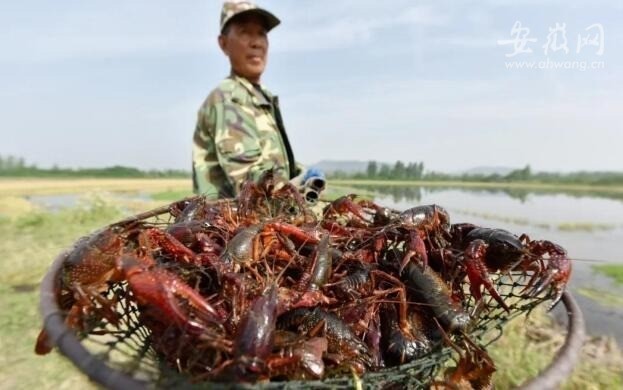 “开塘红”  巢湖小龙虾迎来捕捞高峰期