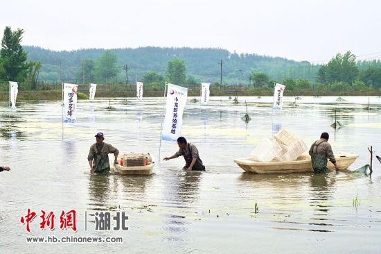 湖北小龙虾出鄂记：15小时从田间到上海门店