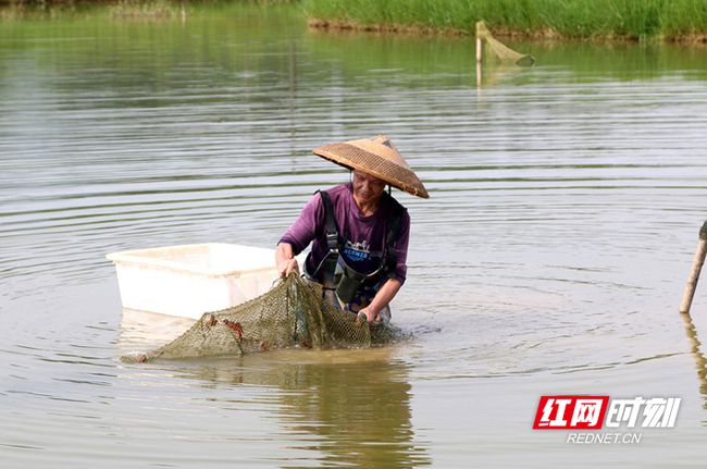 宁远：小龙虾拓宽农民致富路