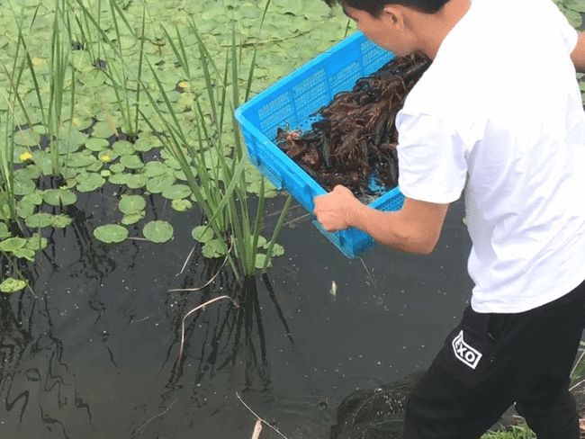 北方地区淡水小龙虾健康养殖技术探索