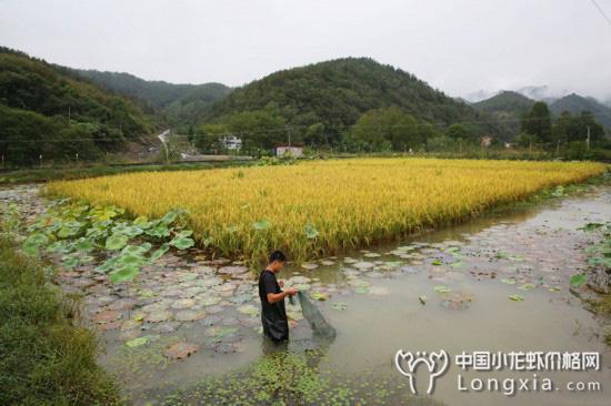 陕南小伙投资百万，复制稻虾模式，坚持循环养殖