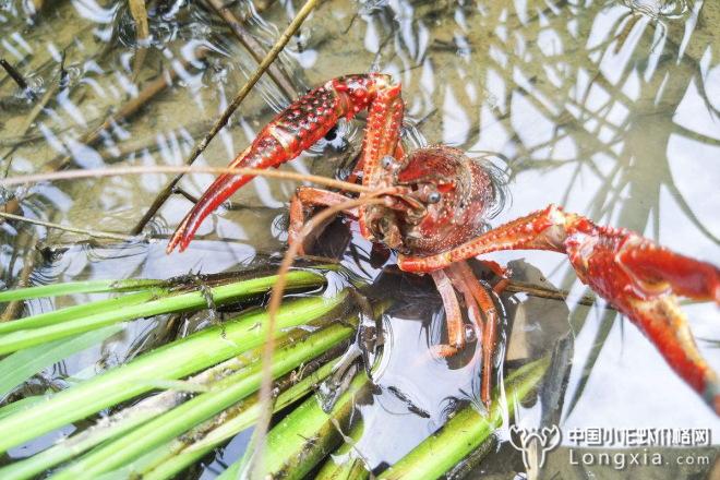 不声不响地螃蟹池里就养出了小龙虾？