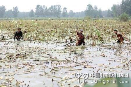 九十月份全国各省小龙虾病情预测，养殖户们要注意了！