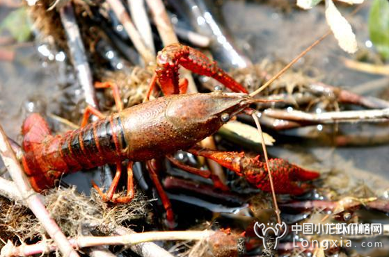 利用生物菌剂养小龙虾，成本低且效益高！