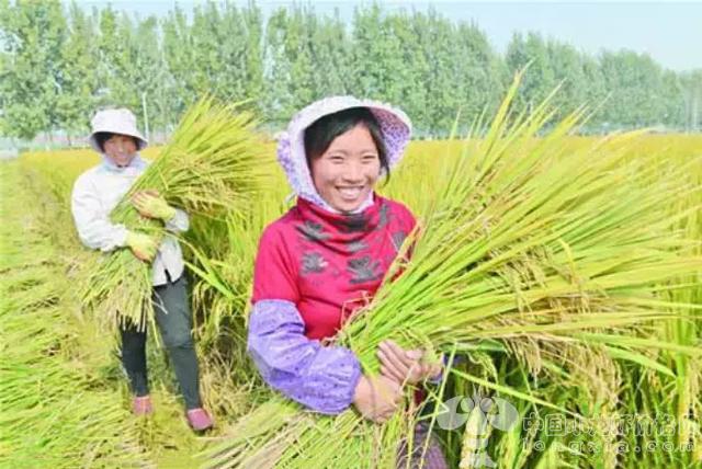 养殖龙虾有风险？最主要的是这两个原因！