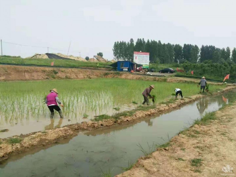 湖北鄂州“小龙虾稻田生态繁育模式”获全国奖项