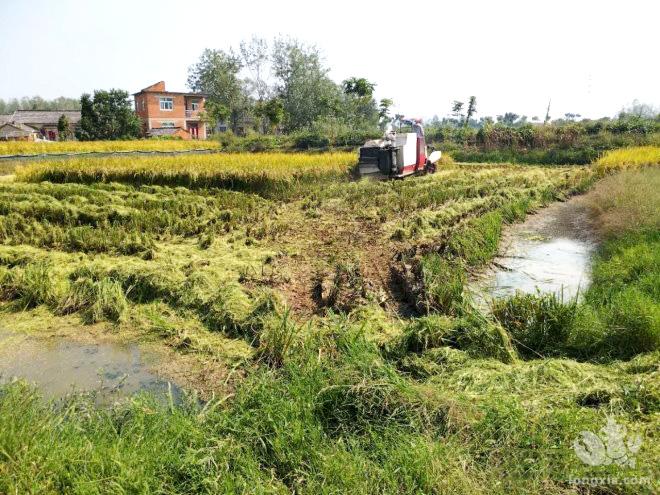 进一步扩大合肥市场，打造具有全球影响力的“龙虾节”