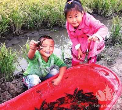 49岁大叔养殖小龙虾，100亩虾稻田收入突破60万元