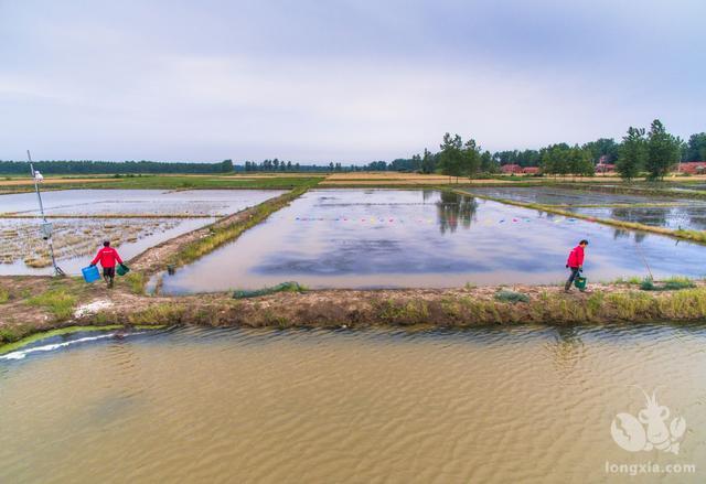 江苏省：稻虾综合种养方案出台，面积将发展到100万亩！