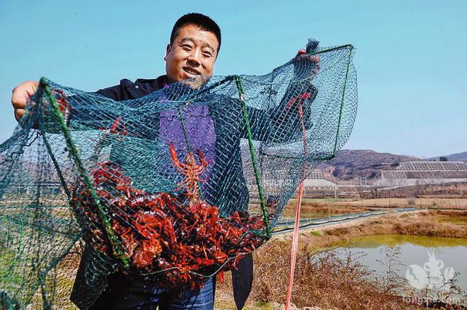 小龙虾登场但市场不见零售 想尝鲜须向售点预订