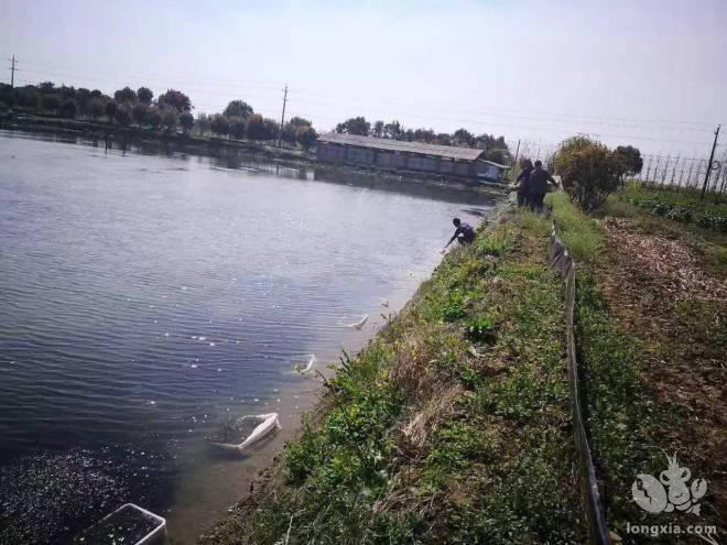 浙江省水产技术推广总站专家来平湖指导稻渔综合种养