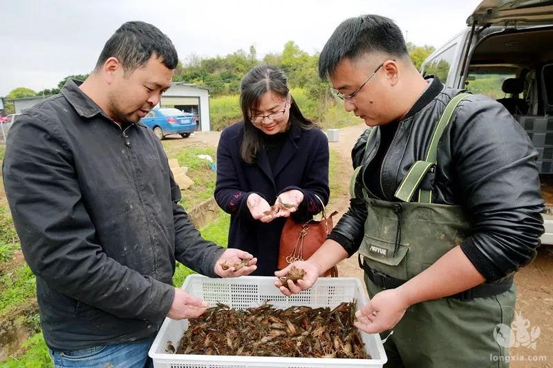 桐柏老区脱贫有奇招，茶叶、艾草和龙虾