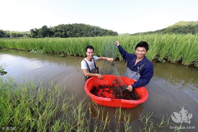 湖北潜江市老新镇曹继云：养龙虾脱贫记