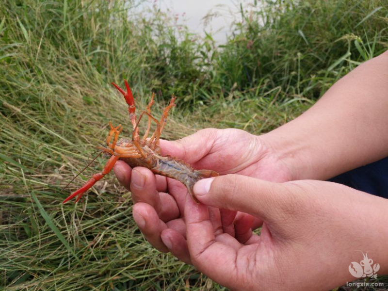 近期龙虾苗价格暴跌，成品虾持续跌价！说实话，你慌了吗？