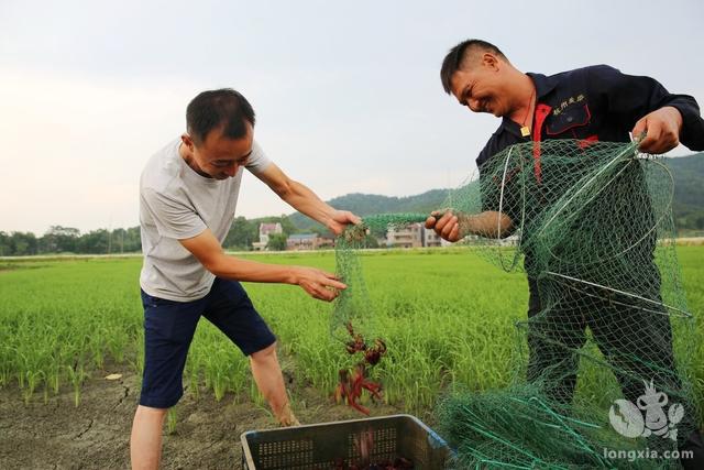 小龙虾养殖户的贴心人—记湖北潜江老新镇水产服务中心主任彭宣国