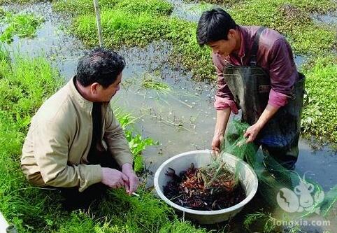 湖南岳阳：莲魚虾共生，村民分红效益好