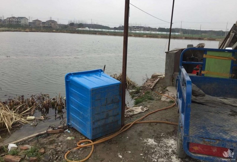 一省上涨，难利各地虾农，“漆黑”五月只能摸黑走？