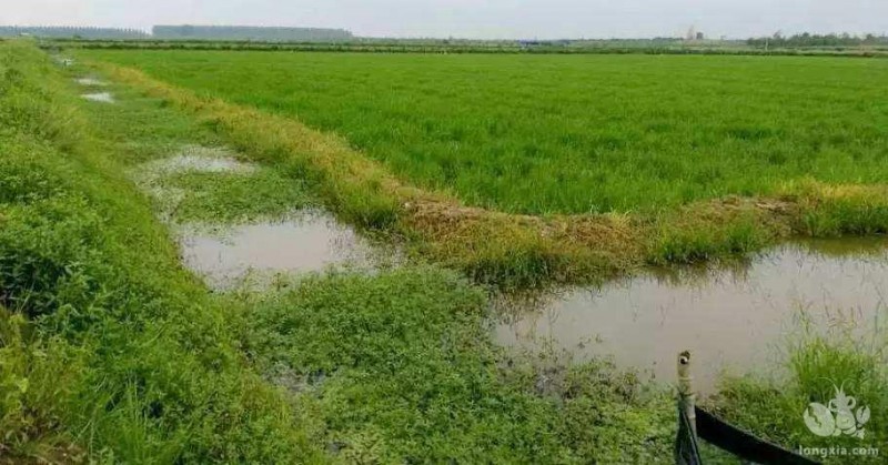 中国对越南小龙虾走私频发，边境管控遭遇困难！