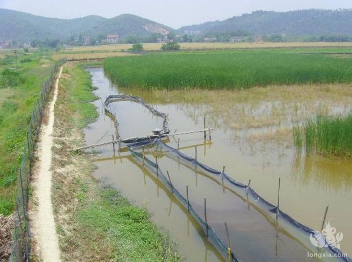 今年小龙虾价格波动大 湖北省荆州市石首市最低时4.5元一斤