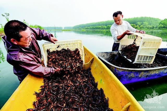 小龙虾这么火，产能会过剩吗？