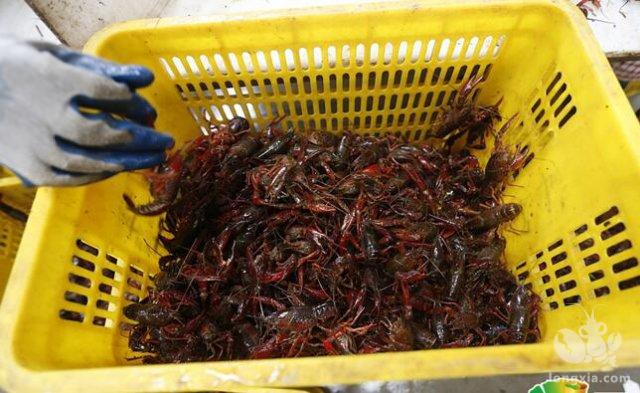 每斤价格高出周边市场一元至三元 潜江龙虾品牌溢价初显