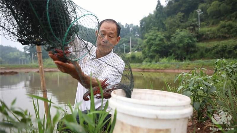 湖南省怀化市鹤城区江垅湾村：荷虾鱼立体种养殖 好风景变成好产业