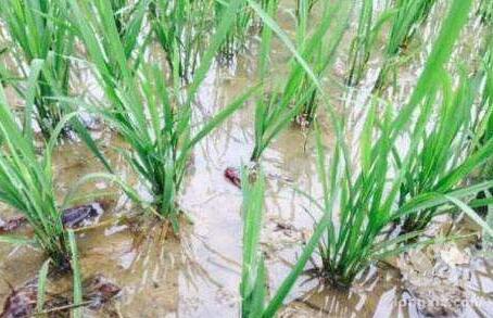 [每周一例]降雨缺氧诱发小龙虾白斑综合征死亡