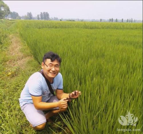 湖南益阳大通湖区：“稻虾套养”鼓起农民“钱袋子