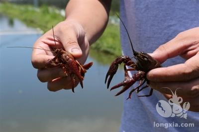 浙江平湖市科协检查指导金桥工程项目《稻虾综合种养技术集成与示范》